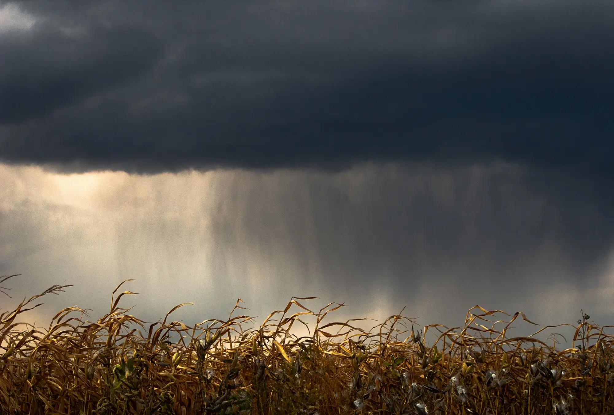 Rain falling from a dark storm cloud over a standing cornfield