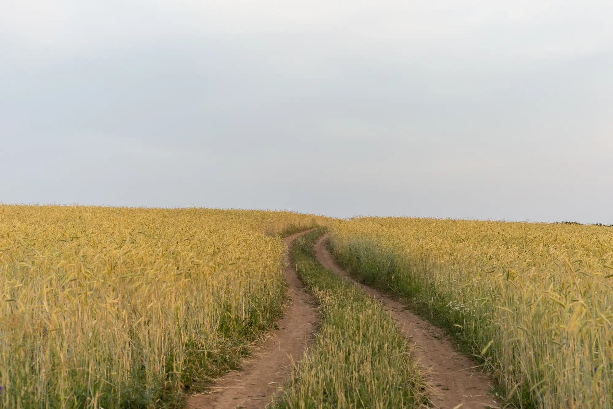 Two wheel ruts leading from the field edge into a standing wheat crop